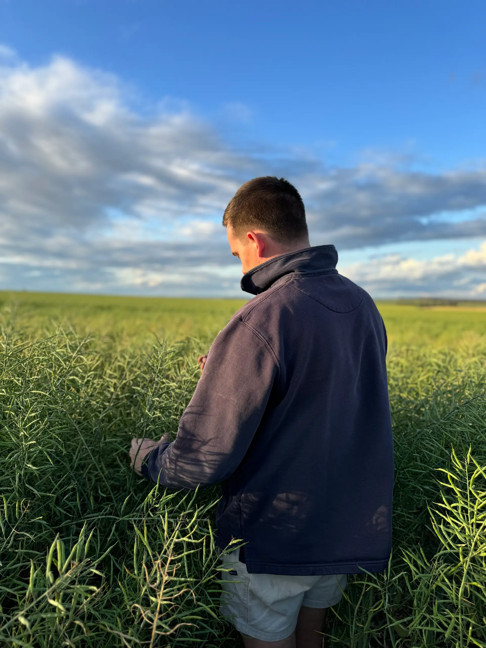 Jacob Turner checking canola crop, Sunnydale Farms